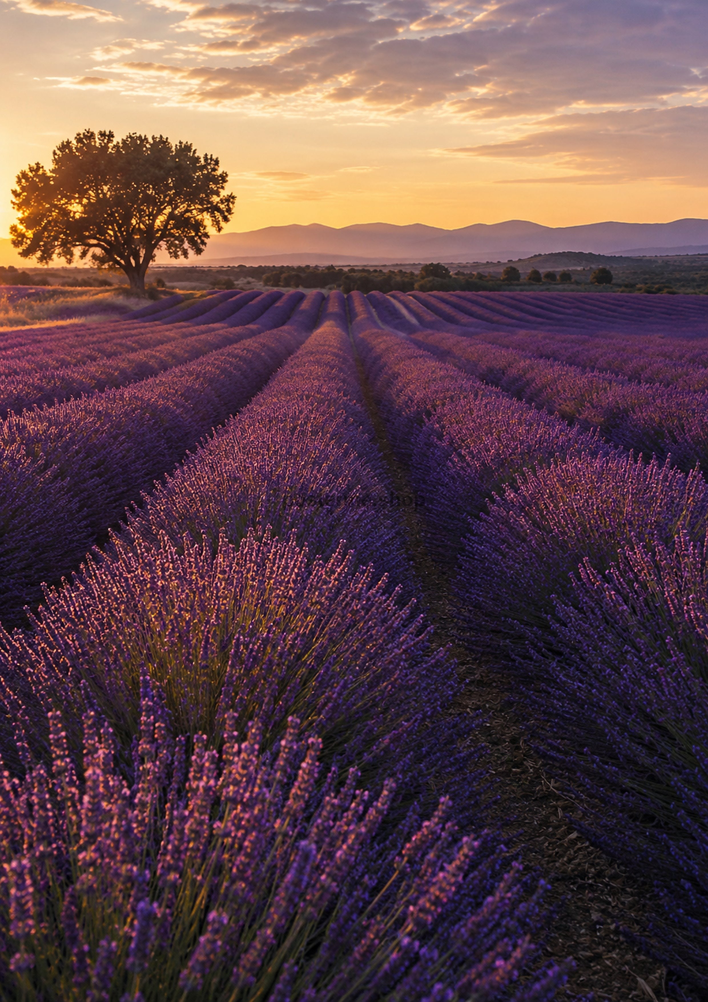 Lavender Field At Sunset Twilight botanical art print by towelme