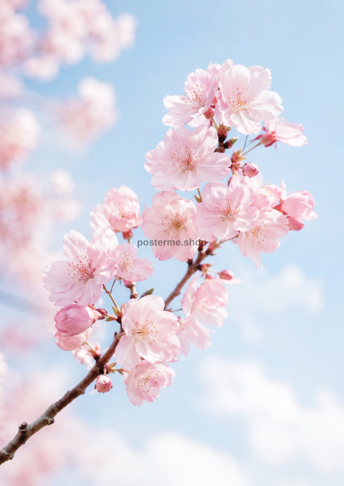 Delicate Cherry Blossoms In Spring Light botanical art print by towelme
