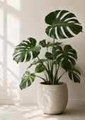 Monstera In Soft Natural Light botanical art print by towelme