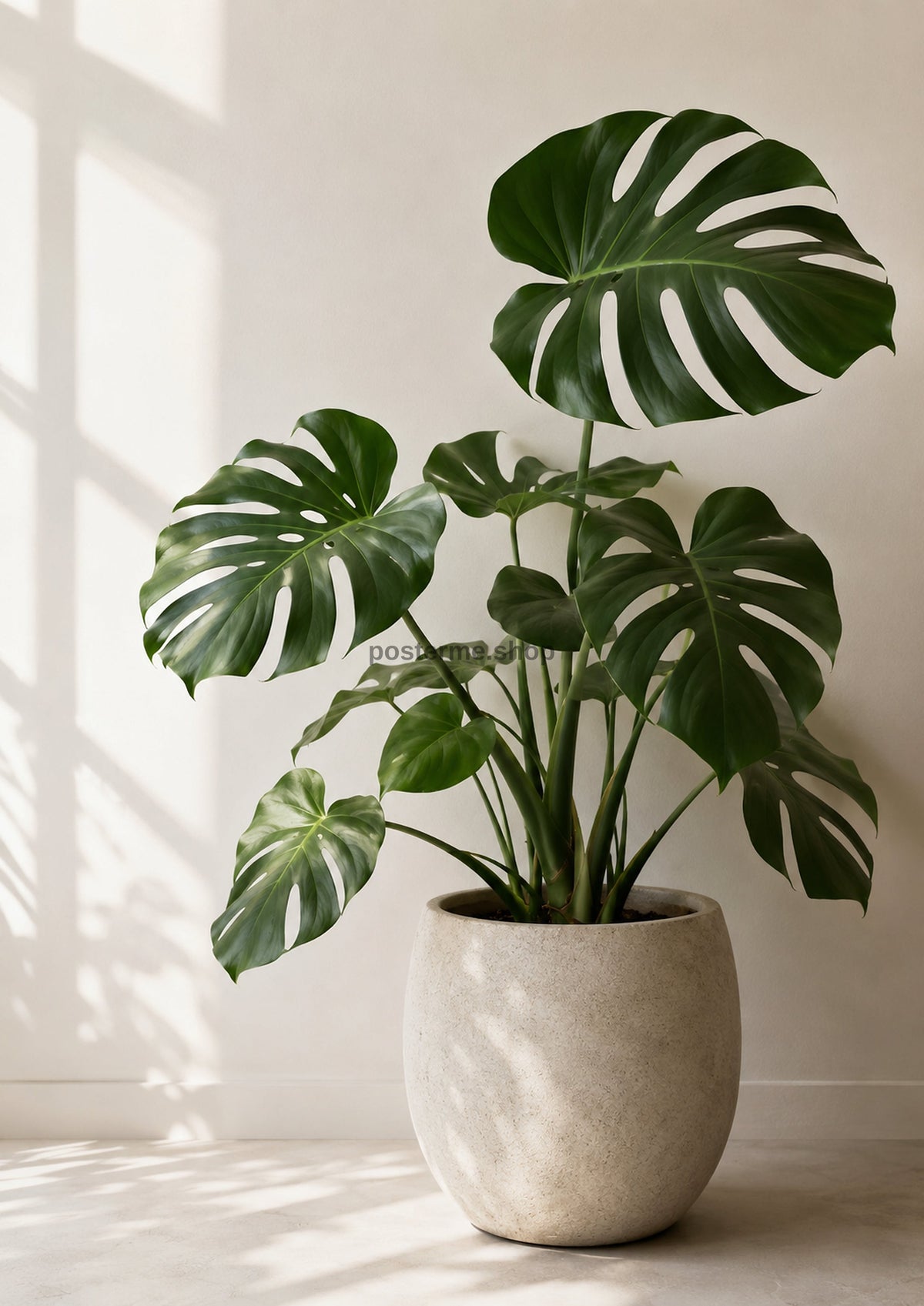 Monstera In Soft Natural Light botanical art print by towelme