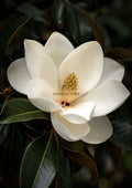 Magnolia Bloom In Soft Light botanical art print by towelme