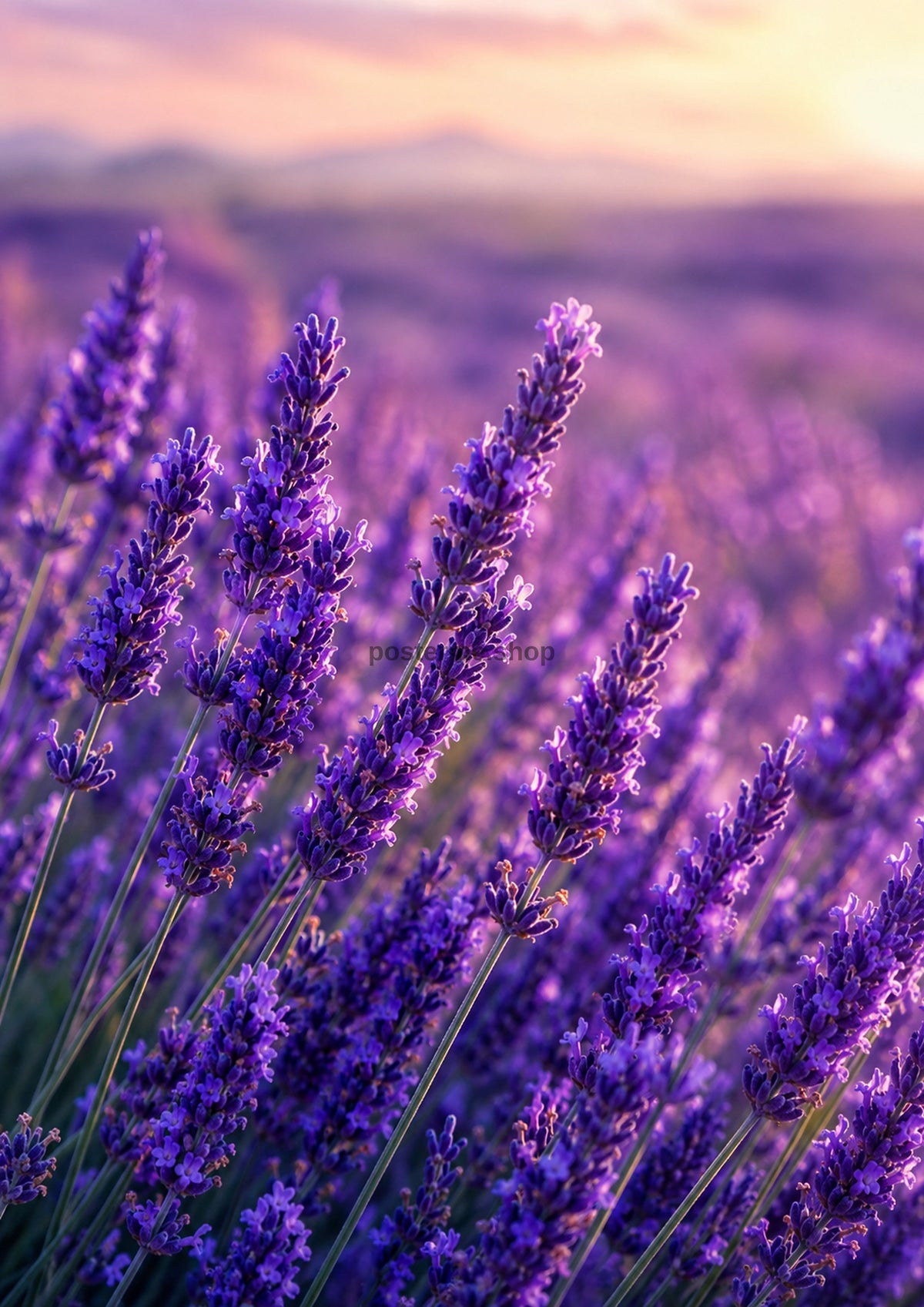 Provence Lavender at Violet Dawn botanical wall print by towelme