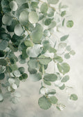 Silver Dollar Eucalyptus in Quiet Light botanical wall print by towelme