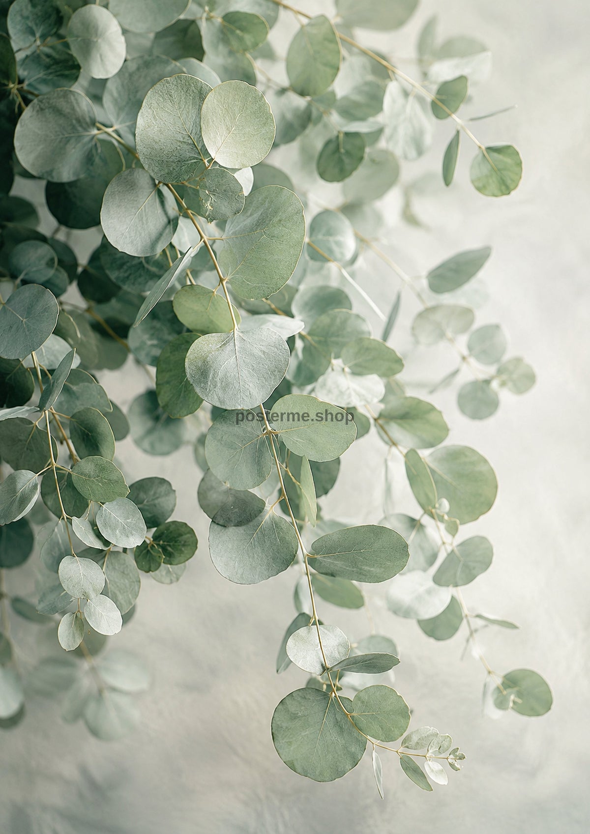 Silver Dollar Eucalyptus in Quiet Light botanical wall print by towelme