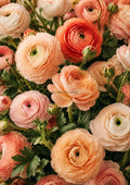 Coral Ranunculus Garden in Full Bloom botanical wall print by towelme