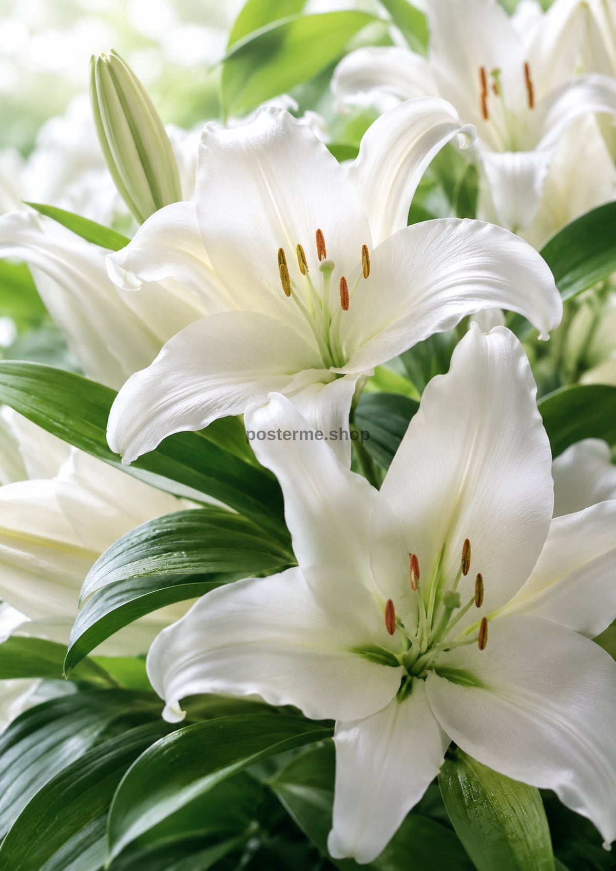 Pure White Lilies in Garden Light botanical wall print by towelme