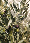 Mediterranean Olive Branches in Sun botanical wall print by towelme