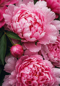 Garden Peonies in Deep Rose Shadow botanical wall print by towelme