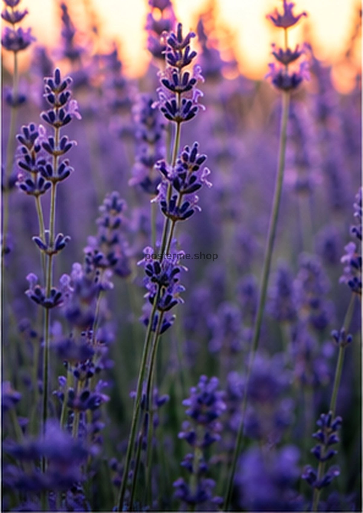 Lavender Spires Beneath a Mauve Sky botanical wall print by towelme
