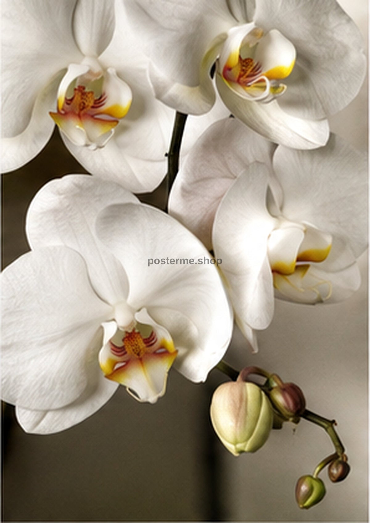 Pearl Orchids in Sculptural Light botanical wall print by towelme