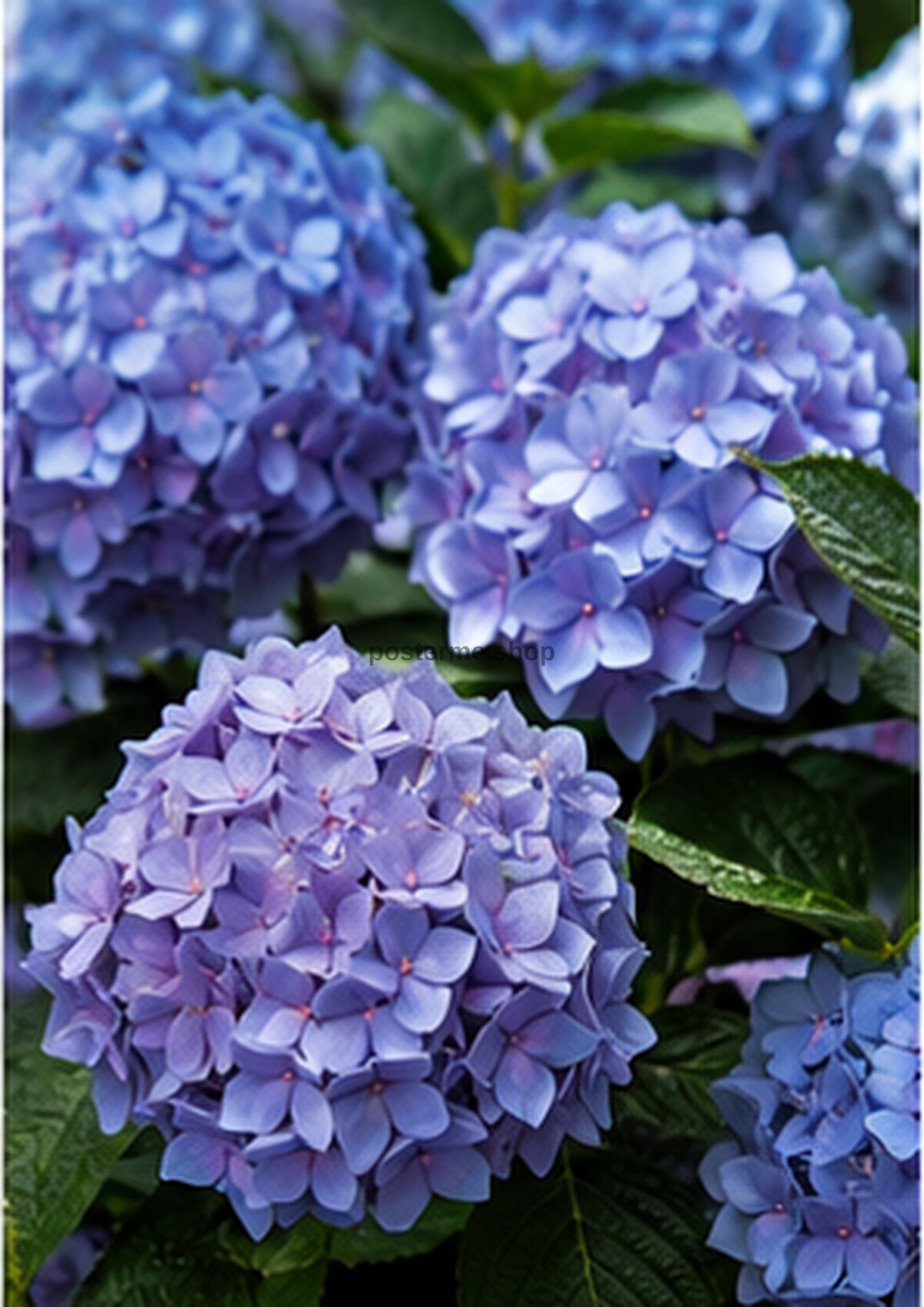 Cornflower Hydrangeas in Rainy Light botanical wall print by towelme
