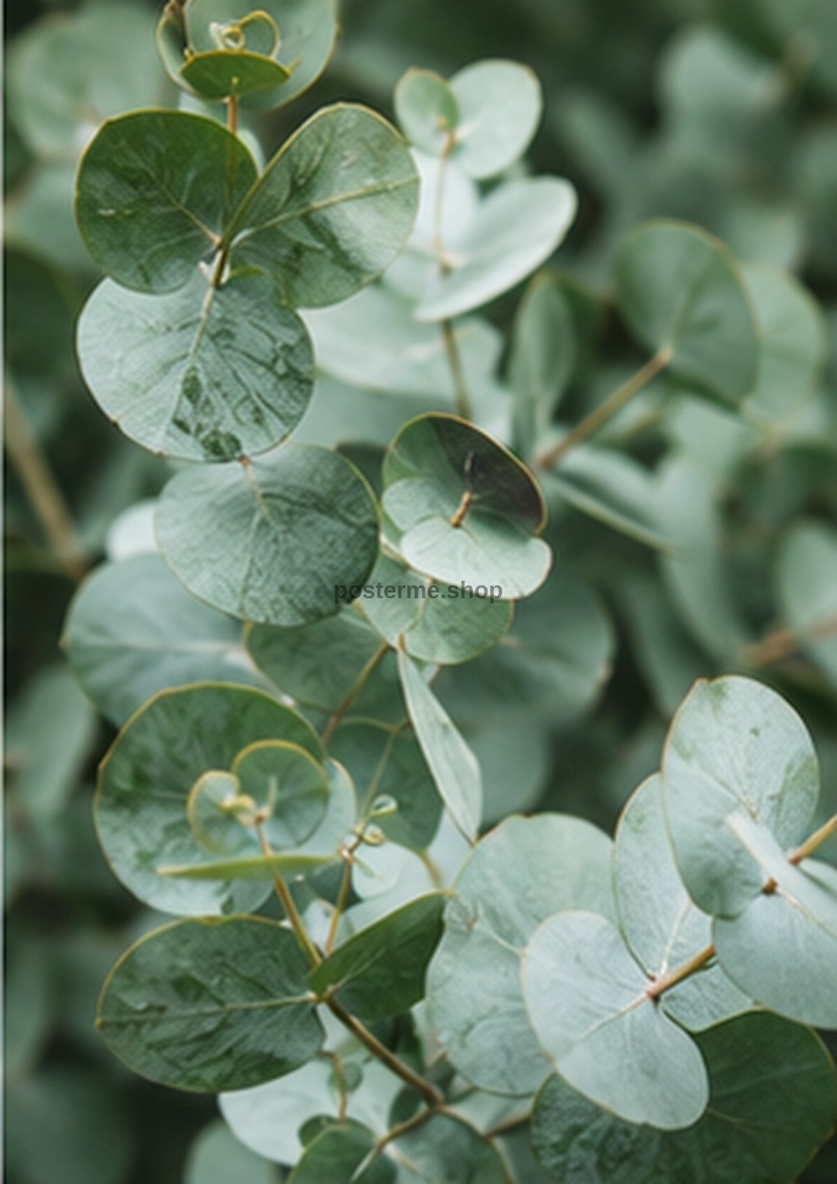 Eucalyptus Veil on Chalk White botanical wall print by towelme