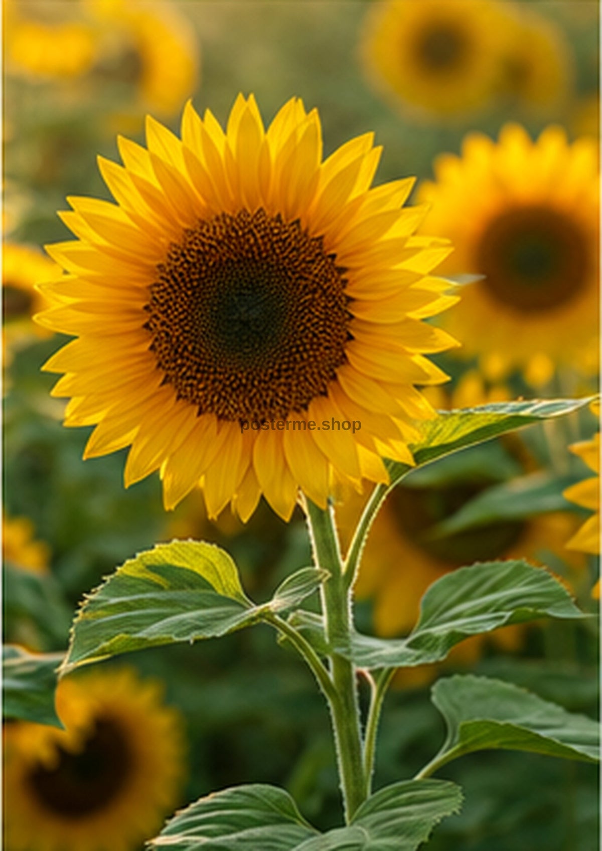 Sunflowers Rising Through Summer Gold botanical wall print by towelme