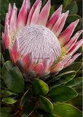 Rose Protea Study with Botanical Foliage botanical wall print by towelme
