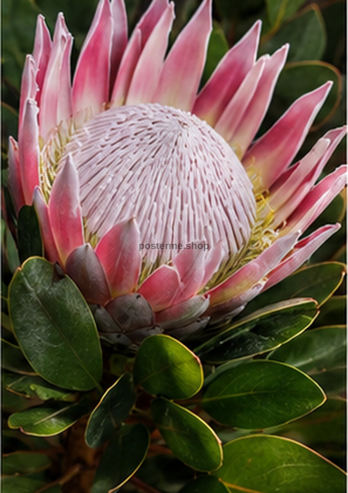 Rose Protea Study with Botanical Foliage botanical wall print by towelme