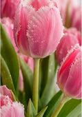 Dewy Tulips in a Rose Spring Garden botanical wall print by towelme