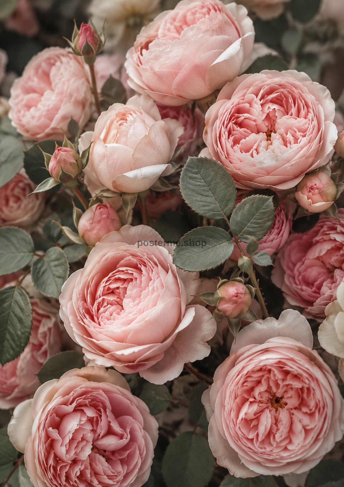 Heritage Pink Roses with Sage Leaves botanical wall print by towelme