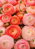 Peach Ranunculus Petal Mosaic botanical wall print by towelme