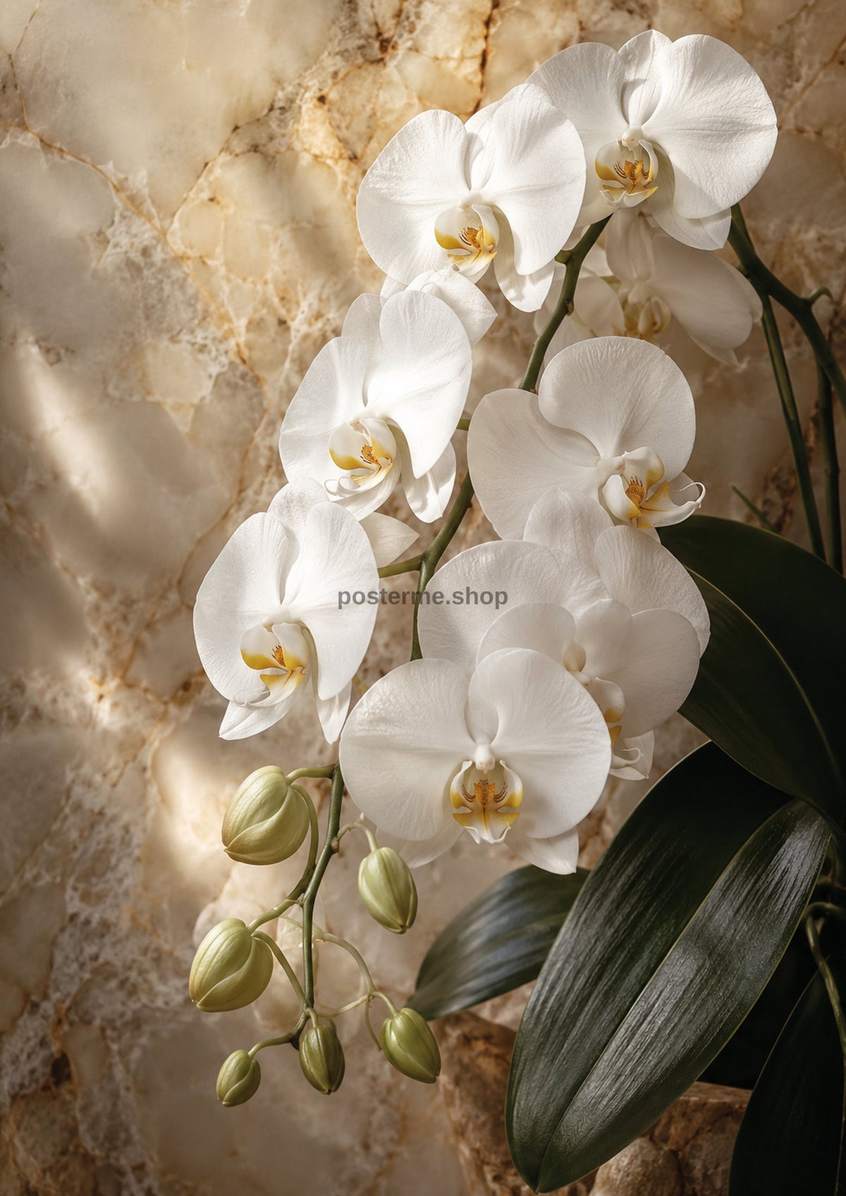 White Orchid Elegance on Honey Onyx botanical wall print by towelme