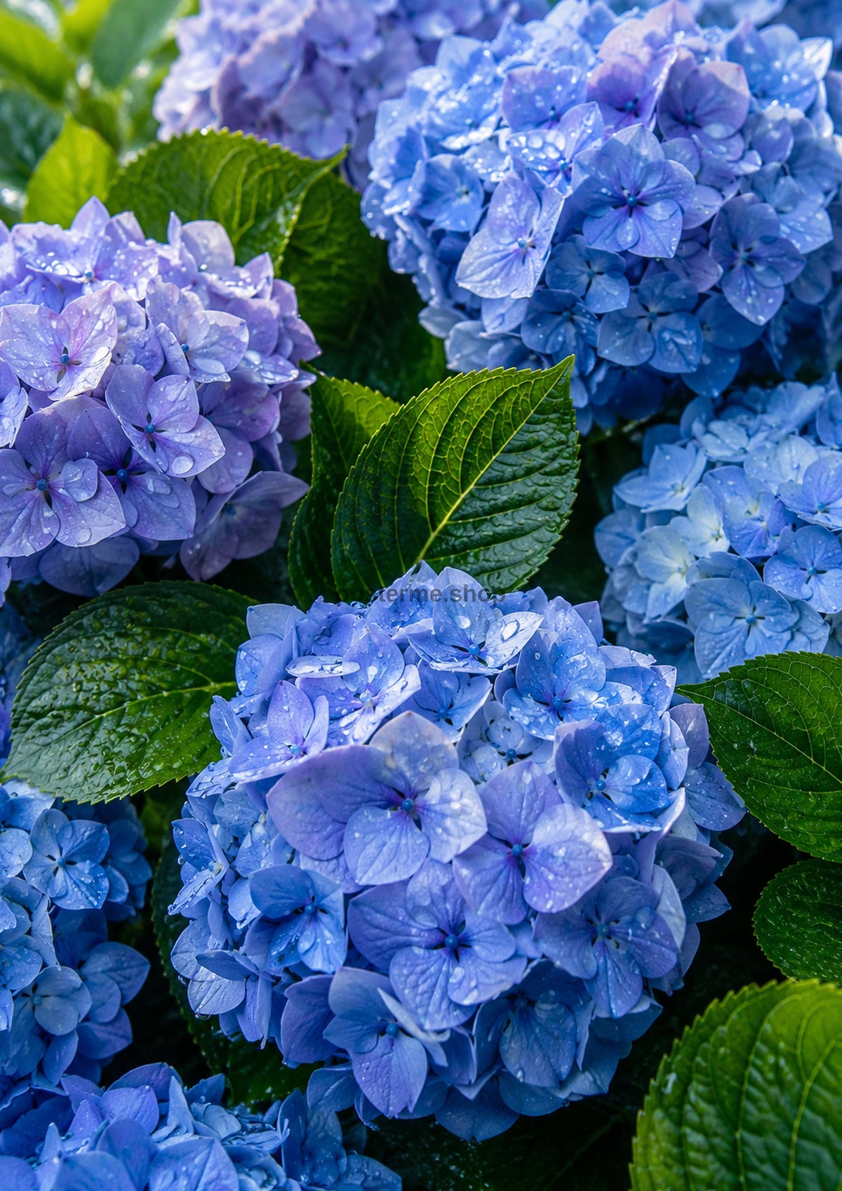 Rain Kissed Blue Hydrangea Clusters botanical wall print by towelme