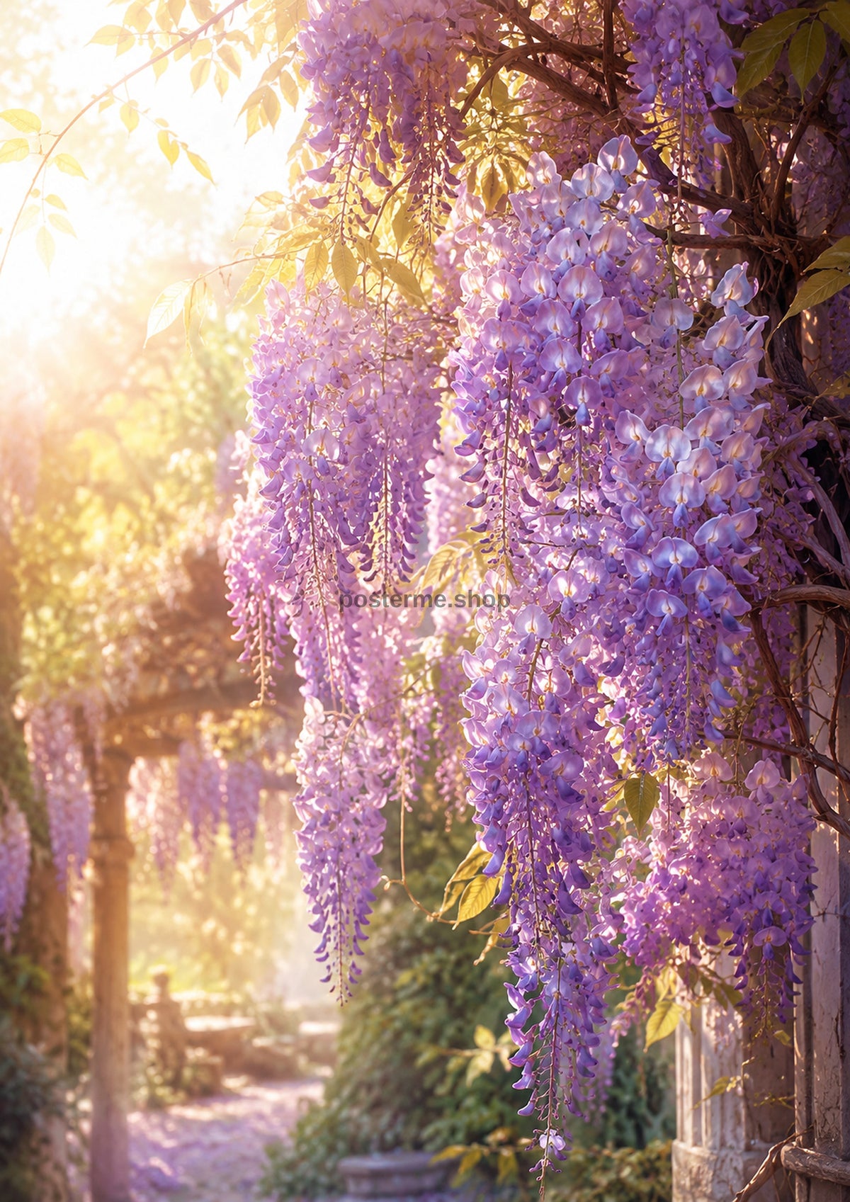 Lavender Wisteria Walk at Golden Hour botanical wall print by towelme