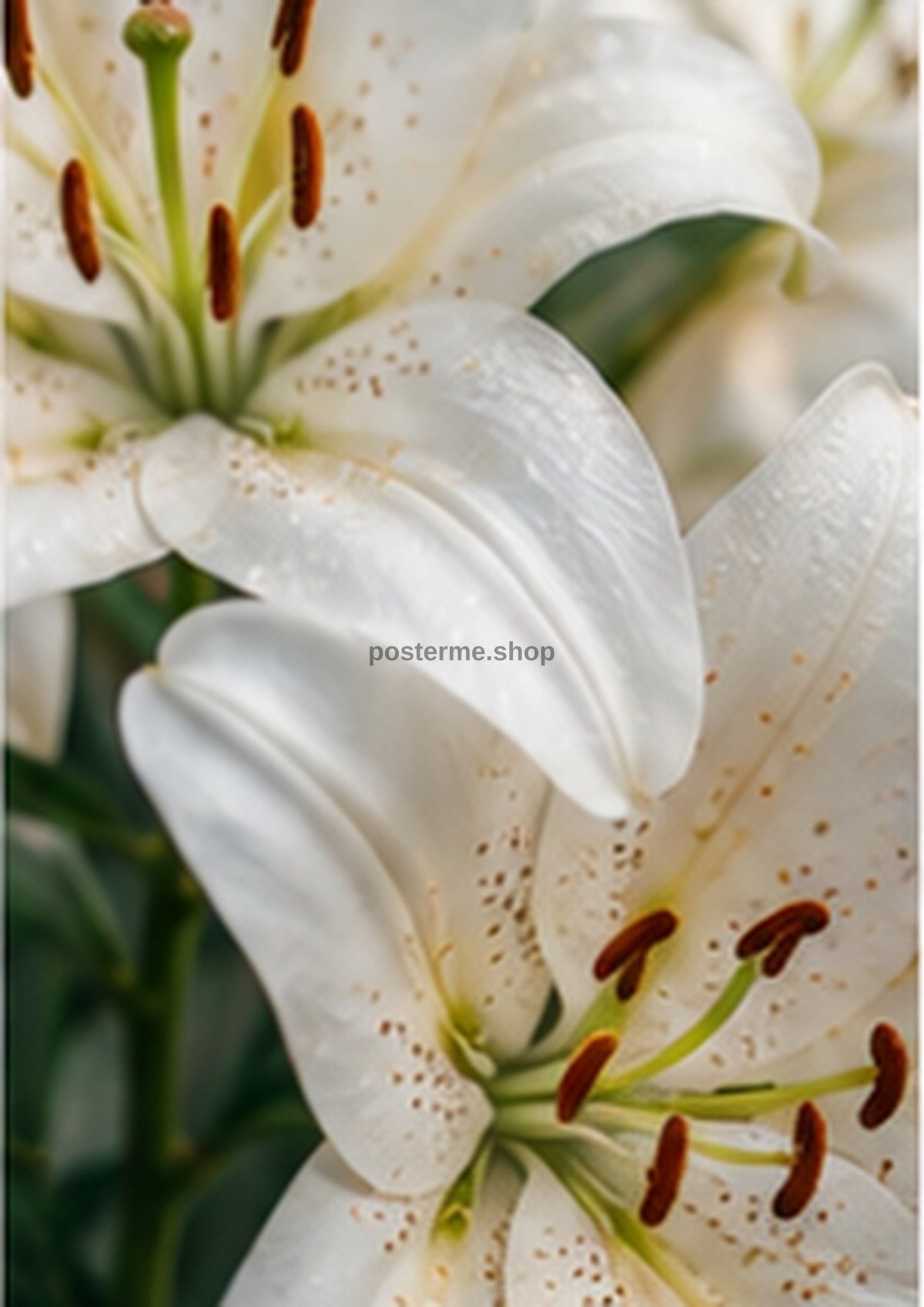 Moonlit White Lilies and Deep Green Leaves botanical wall print by towelme