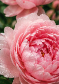 Dew Drenched Peonies in Romantic Pink botanical wall print by towelme