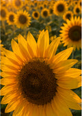 Single Sunflower Over a Golden Field botanical wall print by towelme