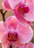 Blush Phalaenopsis Orchid Portrait botanical wall print by towelme