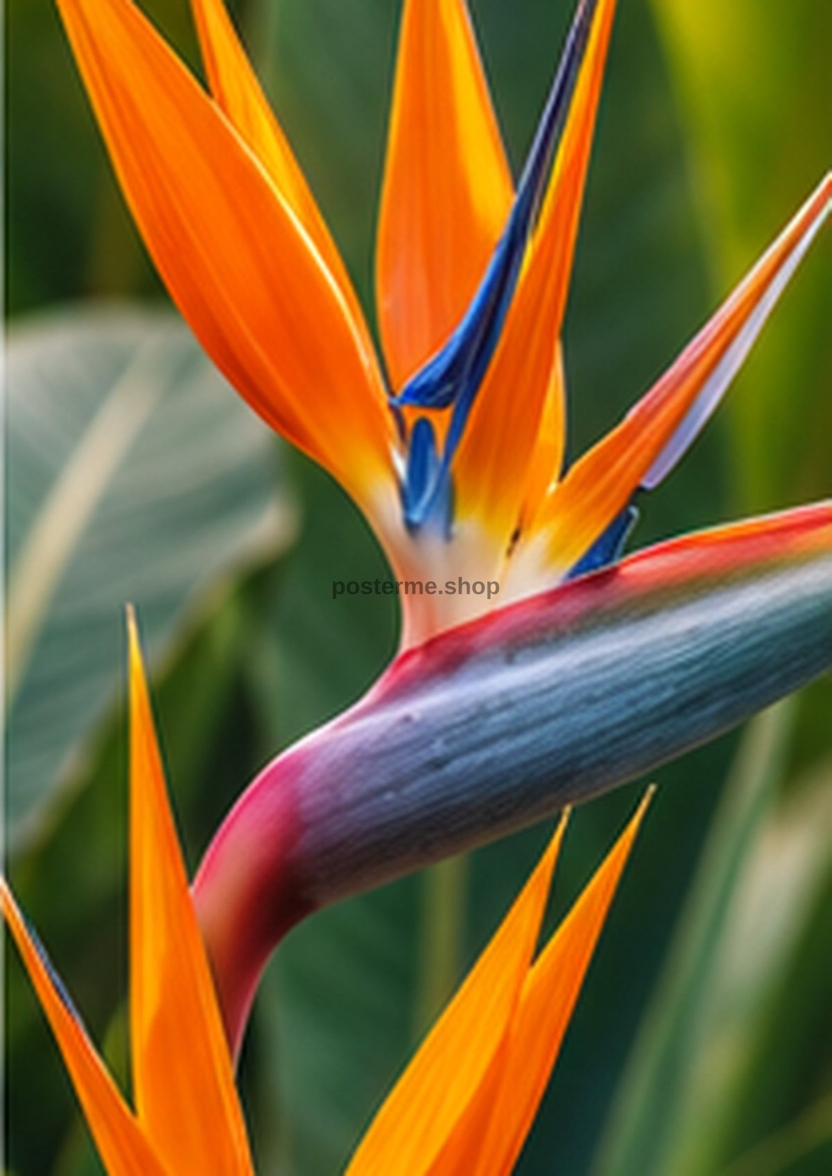 Bird of Paradise in Tropical Fire botanical wall print by towelme